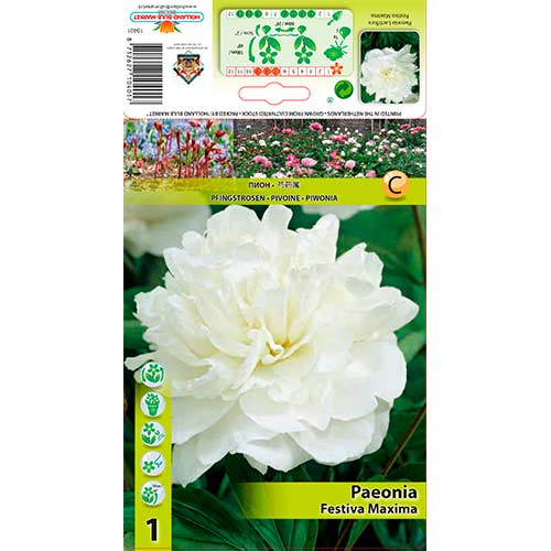 Peonía Festiva Maxima interface.image 1 interface.art 76337