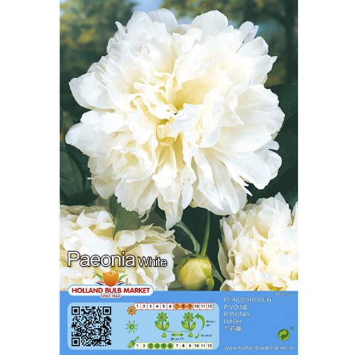 Pivoine Blanco interface.art photo 1 Pivoine Blanco interface.image 1 interface.art 76487