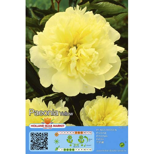 Pivoine Amarillo interface.art photo 1 Pivoine Amarillo interface.image 1 interface.art 76488
