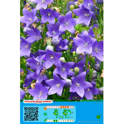 Platicodón Blue interface.art photo 1 Platicodón Blue interface.image 1 interface.art 76497