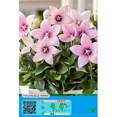 Platicodón Pink interface.art photo 1 Platicodón Pink interface.image 1 interface.art 76498