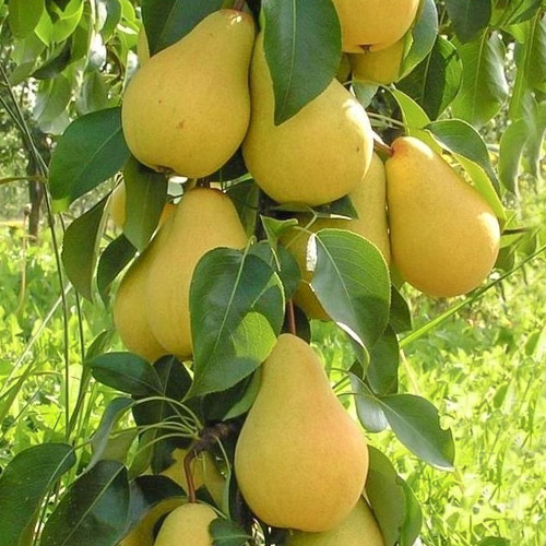 Peral Decora interface.art photo 1 Peral Decora interface.image 1 interface.art 1905