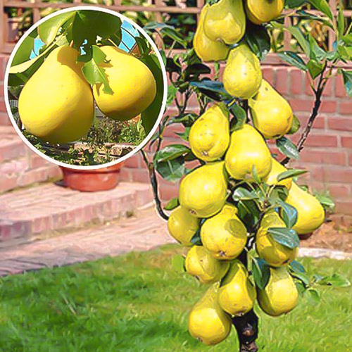 Pera Saphira interface.art photo 1 Pera Saphira interface.image 1 interface.art 1941