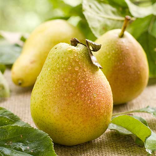 Pera Williams, С2 interface.art photo 1 Pera Williams, С2 interface.image 1 interface.art 7938