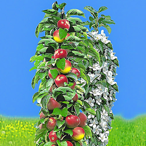 Manzano columnar precoz interface.art photo 1 Manzano columnar precoz interface.image 1 interface.art 1932