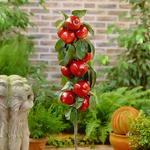 Manzana columnar Red River interface.art photo 1 Manzana columnar Red River interface.image 1 interface.art 1951