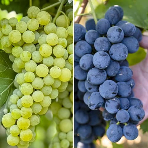 Promo Set! Conjunto de vides super resistentes, 2 plantones interface.art photo 1 Promo Set! Conjunto de vides super resistentes, 2 plantones interface.image 1 interface.art 6167