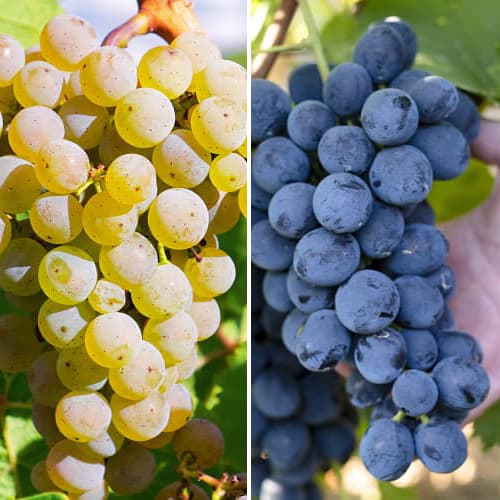 Promo Set! Maxi set de vid, 2 plantones interface.art photo 1 Promo Set! Maxi set de vid, 2 plantones interface.image 1 interface.art 6165