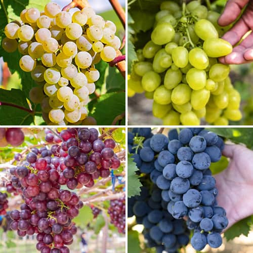 Promo Set! Sarmiento sorbete de uva, 4 plantones interface.art photo 1 Promo Set! Sarmiento sorbete de uva, 4 plantones interface.image 1 interface.art 6166