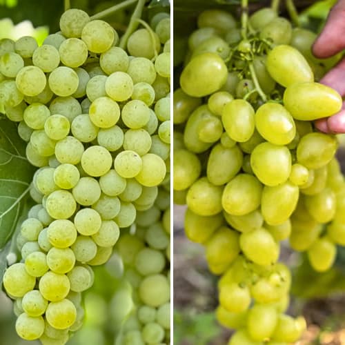 Promo Set! Sarmiento superior, 2 plantones interface.art photo 1 Promo Set! Sarmiento superior, 2 plantones interface.image 1 interface.art 6168