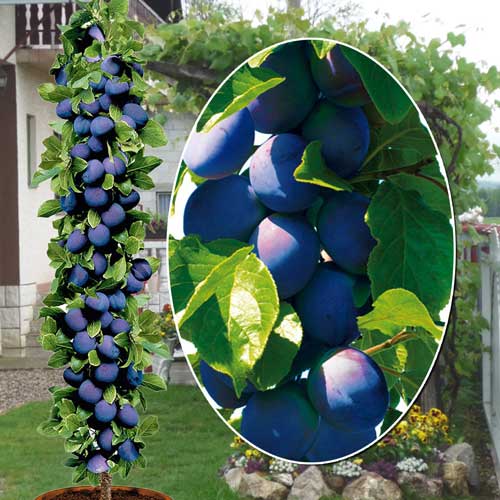 Ciruela columnar Fruca interface.art photo 1 Ciruela columnar Fruca interface.image 1 interface.art 1945