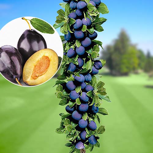 Ciruela imperial interface.art photo 1 Ciruela imperial interface.image 1 interface.art 1917