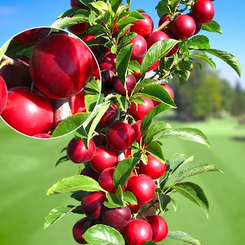 Ciruela Rubin interface.art photo 1 Ciruela Rubin interface.image 1 interface.art 1919