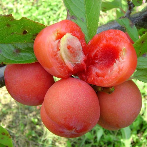 Ciruela Jamaica, С2 interface.art photo 1 Ciruela Jamaica, С2 interface.image 1 interface.art 4309