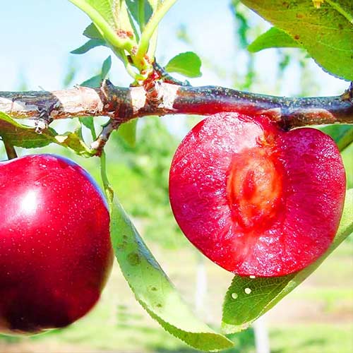 Ciruela Red Lure, С2 interface.art photo 1 Ciruela Red Lure, С2 interface.image 1 interface.art 4311