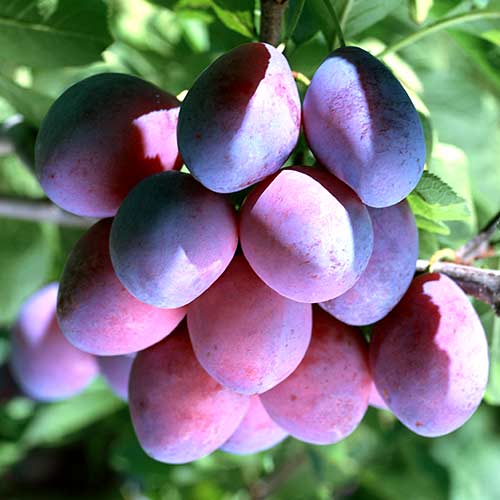 Ciruela Stanley, С2 interface.art photo 1 Ciruela Stanley, С2 interface.image 1 interface.art 4314