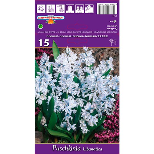 Puschkinia Libanotica interface.art photo 1 Puschkinia Libanotica interface.image 1 interface.art 67677