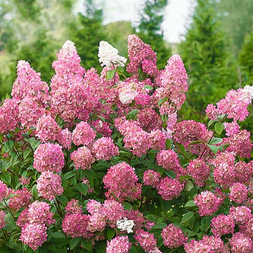 Ramo de hortensias Pink Diamond, P9 interface.art photo 1 Ramo de hortensias Pink Diamond, P9 interface.image 1 interface.art 9669