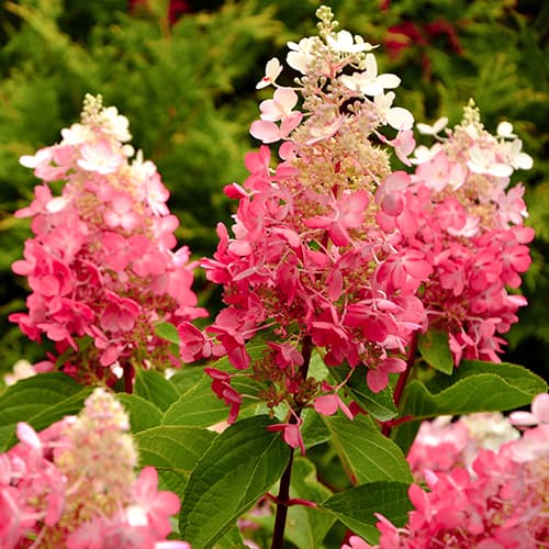 Ramo de hortensias Red Star, P9 interface.image 1 interface.art 5647