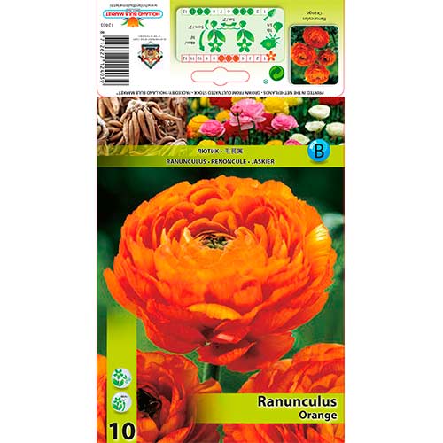 Ranunculus (Ranúnculo persa) Naranja interface.image 1 interface.art 76357