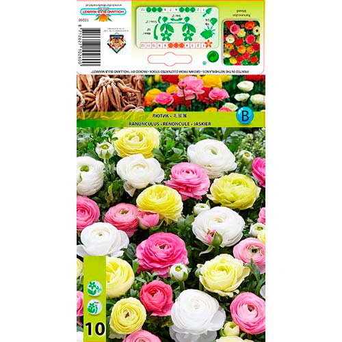 Ranunculus (Ranúnculo persa) Pastel Mixed interface.image 1 interface.art 76356