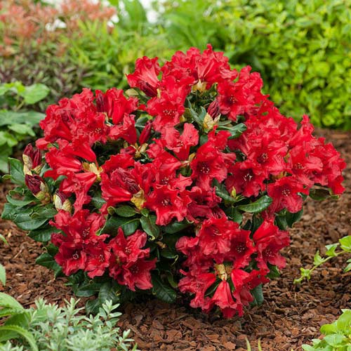 Rododendro Doloroso, C2 interface.art photo 1 Rododendro Doloroso, C2 interface.image 1 interface.art 1578