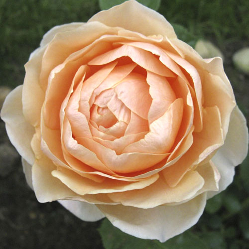 Rosa de flor grande Anna Fendi®, C5 interface.image 1 interface.art 5548