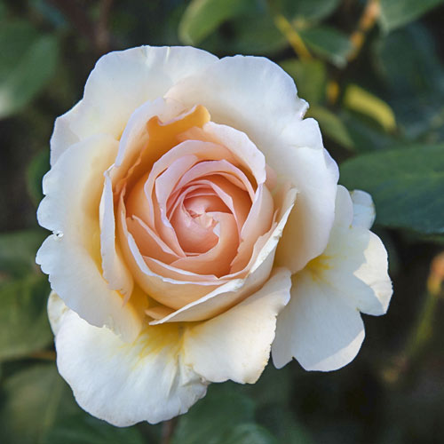 Rosa de flor grande Anna Fendi®, C5 interface.image 2 interface.art 5548