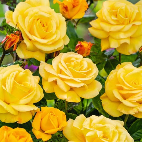 Rosa de flor grande Arthur Bell interface.art photo 1 Rosa de flor grande Arthur Bell interface.image 1 interface.art 2188