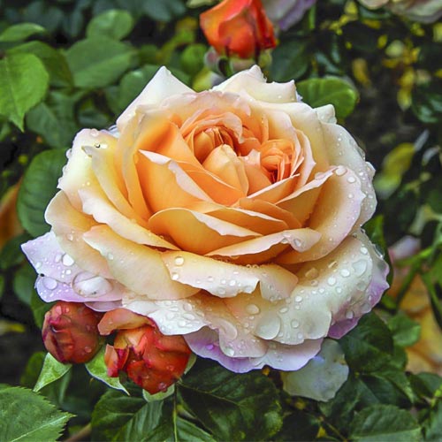 Rosa de flor grande Capri®, C5 interface.art photo 1 Rosa de flor grande Capri®, C5 interface.image 1 interface.art 5556