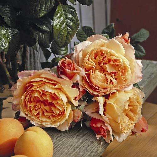 Rosa de flor grande Capri®, C5 interface.art photo 2 Rosa de flor grande Capri®, C5 interface.image 2 interface.art 5556