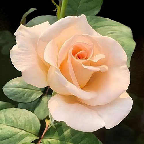 Rosa de flor grande Casanova, root ball interface.image 1 interface.art 2120