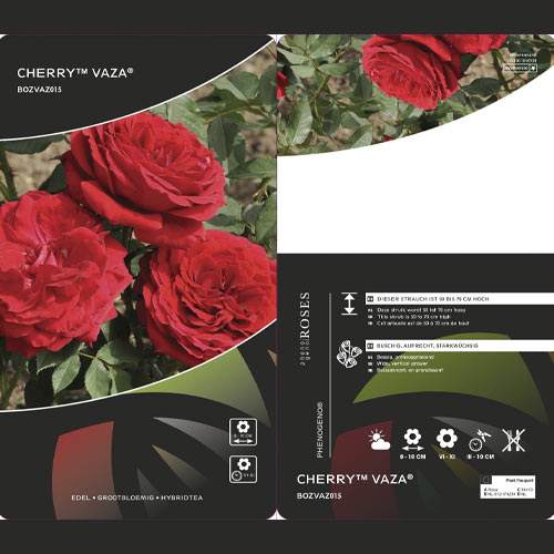 Rosa de flor grande Cherry™ Vaza ®, С3 interface.art photo 2 Rosa de flor grande Cherry™ Vaza ®, С3 interface.image 2 interface.art 6184