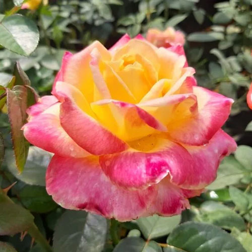 Rosa de flor grande Desse, root ball interface.art photo 1 Rosa de flor grande Desse, root ball interface.image 1 interface.art 6225