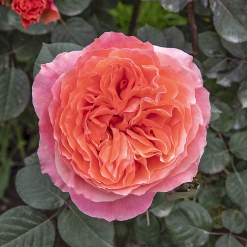 Rosa de flor grande Etrusca®, C5 interface.art photo 1 Rosa de flor grande Etrusca®, C5 interface.image 1 interface.art 5550