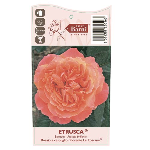 Rosa de flor grande Etrusca®, C5 interface.art photo 3 Rosa de flor grande Etrusca®, C5 interface.image 3 interface.art 5550