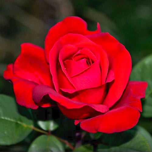 Rosa de flor grande Fulgurante, root ball interface.art photo 1 Rosa de flor grande Fulgurante, root ball interface.image 1 interface.art 6133