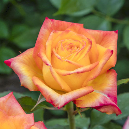 Rosa de flor grande Girandola®, C5 interface.art photo 1 Rosa de flor grande Girandola®, C5 interface.image 1 interface.art 6152