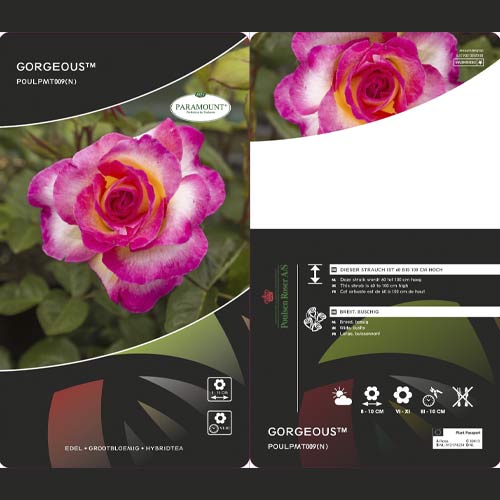 Rosa de flor grande Gorgeous Paramount®, С5 interface.art photo 1 Rosa de flor grande Gorgeous Paramount®, С5 interface.image 1 interface.art 6186