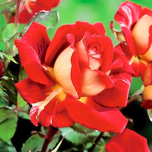 Rosa de flor grande Kronenburg, root ball interface.art photo 1 Rosa de flor grande Kronenburg, root ball interface.image 1 interface.art 6233