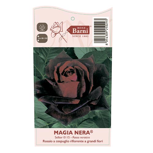 Rosa de flor grande Magia Nera®, C5 interface.image 4 interface.art 5533