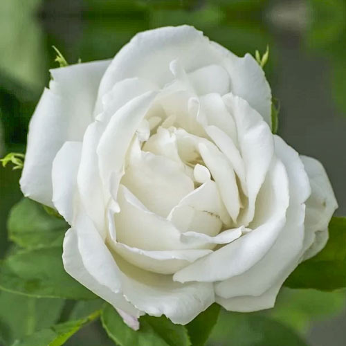 Rosa de flor grande Mount Shasta, root ball interface.art photo 1 Rosa de flor grande Mount Shasta, root ball interface.image 1 interface.art 6132