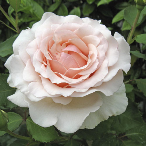 Rosa de flor grande Roberto Cappucci®, C5 interface.art photo 1 Rosa de flor grande Roberto Cappucci®, C5 interface.image 1 interface.art 5551