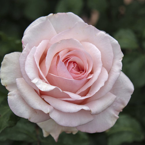 Rosa de flor grande Roberto Cappucci®, C5 interface.art photo 2 Rosa de flor grande Roberto Cappucci®, C5 interface.image 2 interface.art 5551