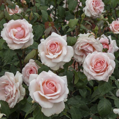 Rosa de flor grande Roberto Cappucci®, C5 interface.art photo 3 Rosa de flor grande Roberto Cappucci®, C5 interface.image 3 interface.art 5551