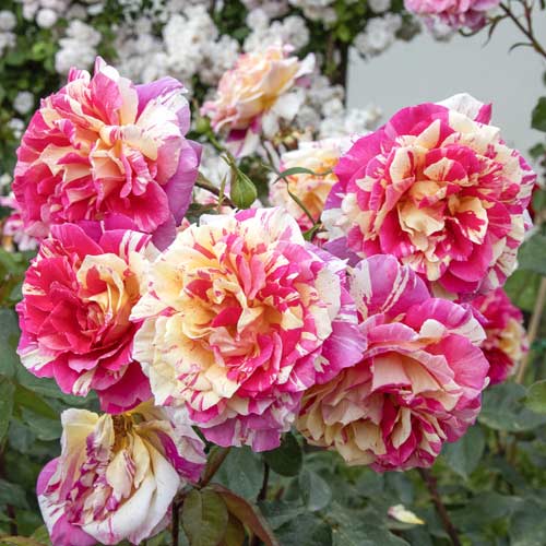 Rosa de flor grande Rosita Missoni®, C5 interface.image 2 interface.art 6163