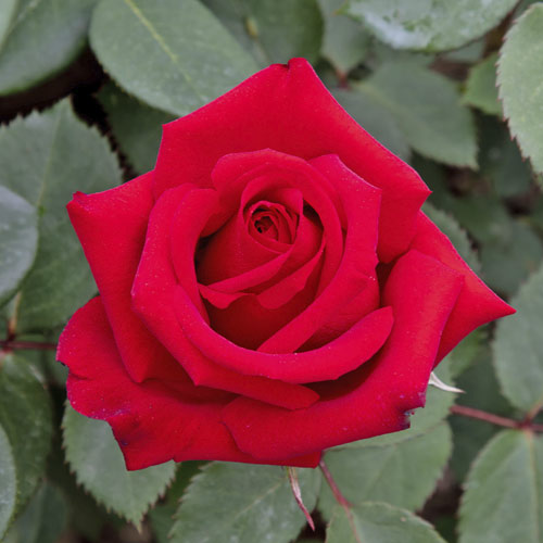 Rosa de flor grande Valentino®, C5 interface.art photo 1 Rosa de flor grande Valentino®, C5 interface.image 1 interface.art 5539