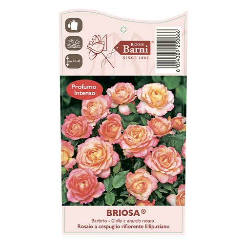 Rosa floribunda Briosa®, C5 interface.image 4 interface.art 6149