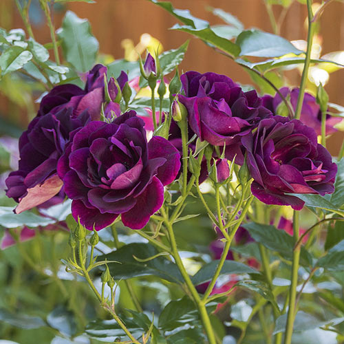 Rosa floribunda Burgundy Iceberg®, C5 interface.image 3 interface.art 6146