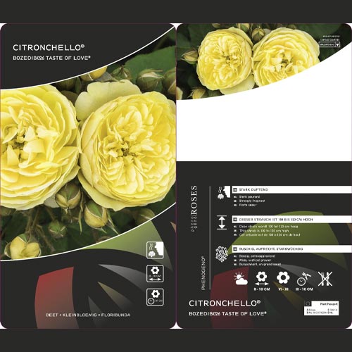 Rosa floribunda Citronchello™, С3 interface.image 2 interface.art 5821